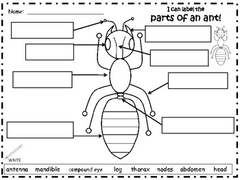 A+ Ant Labels by Regina Davis | Teachers Pay Teachers