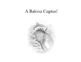 A Balena Captus: Caught by a Whale