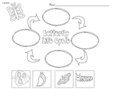 A Butterflies Life Cycle