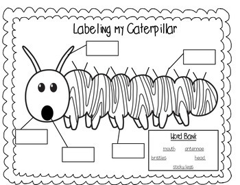 Caterpillar and Butterfly Observation Notebook | TpT