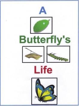 Preview of A Butterfly's Life