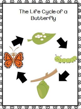 A Butterfly's Life Cycle (a cross-curricular unit) | TpT