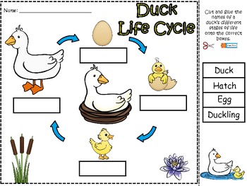 A+ Duck Life Cycle Labeling & Word Wall by Regina Davis | TpT