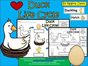 Preview of A+ Duck Life Cycle Labeling & Word Wall
