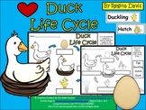 A+ Duck Life Cycle Labeling & Word Wall
