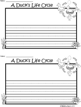 A+ Duck Life Cycle  Writing Paper by Regina Davis