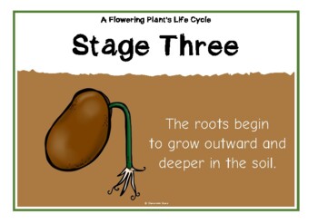 A Flowering Plant's Life Cycle by Treetop Resources | TpT