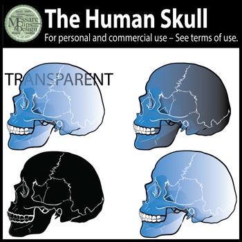 Preview of A Freebie Human Skull Clipart {Messare Clips and Design}
