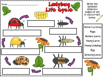 life cycle wordwall