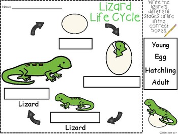 Life Cycle Of A Lizard