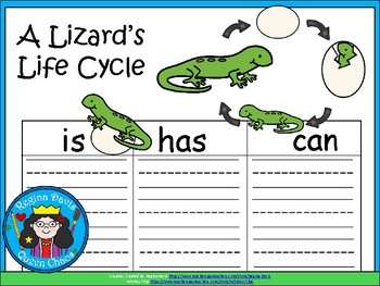 Life Cycle Of A Lizard For Kids