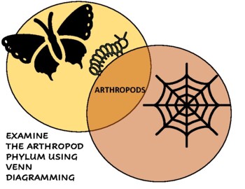 Preview of A Look at the Arthropod Phylum with Venn Diagramming Activities