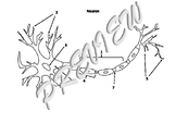 A&P Blank Diagrams Neuron, NM Junction, Muscle Fiber, Slid
