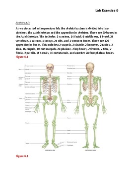 Lesson Explainer: The Axial Skeleton