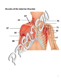 A&P Muscular Blank Numbered Diagrams - Anterior/Posterior 