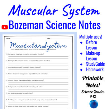 Preview of A&P The Muscular System Comprehensive Worksheet | Bozeman Science