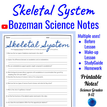 Preview of A&P The Skeletal System Comprehensive Worksheet | Bozeman Science