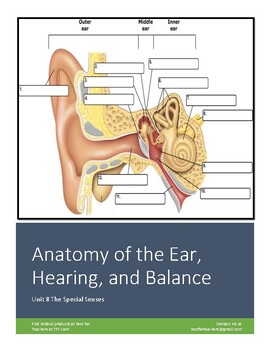 Preview of A & P Worksheet 8.2: Anatomy and Physiology of Hearing and Balance