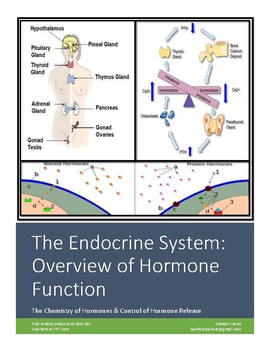 Preview of A & P Worksheet: Introduction to the Endocrine Sytem: Hormones and Their Organs