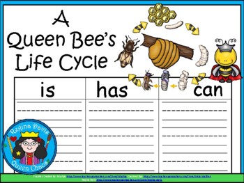 graphic organizer for bees