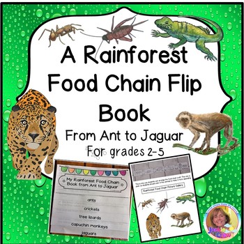 A RAINFOREST FLIP BOOK from ANT TO JAGUAR w/CRAFT by Jackie Crews