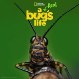 Preview of A Real Bug's Life - 5 Episode Bundle Movie Guides - National Geographic