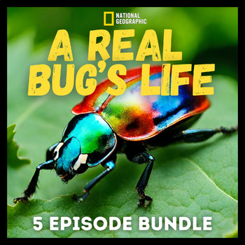 Preview of A Real Bug's Life Student Comprehension Check Bundle