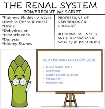 Preview of A Renal System Lesson - Anatomy Presentation & Engaging Script in PowerPoint