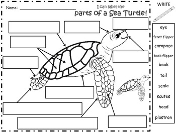 A+ Sea Turtle Labels by Regina Davis | Teachers Pay Teachers