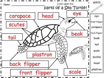 A+ Sea Turtle Labels by Regina Davis | Teachers Pay Teachers