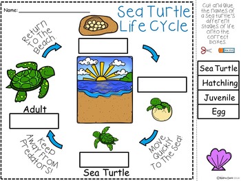 28 Sea Turtle Life Cycle Worksheet - Worksheet Project List