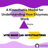 Understanding How Enzymes Work using a Simple Kinesthetic 