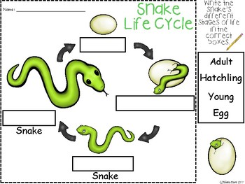 A+ Snake Life Cycle Labeling & Word Wall by Regina Davis | TpT