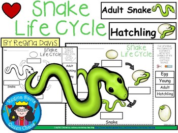 A+ Snake Life Cycle Labeling & Word Wall by Regina Davis | TPT