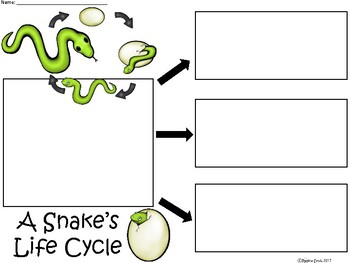 A+ Snake's Life Cycle ...Three Graphic Organizers by Regina Davis