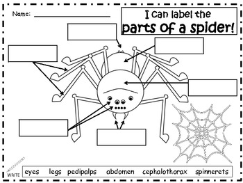 A+ Spiders: Label The Parts Of A Spider by Regina Davis | TpT