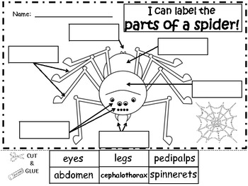 A+ Spiders: Label The Parts Of A Spider by Regina Davis | TpT