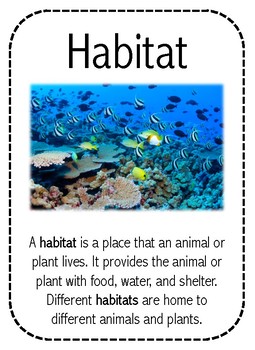 Ocean Habitat And Food Chains A Trip To The Ocean By All Things Science