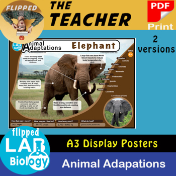 Elephant Adaptations Teaching Resources | TPT