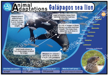 A3 Adaptation Poster: Sea Lion by The Flipped Teacher | TPT