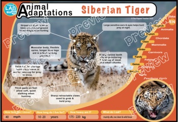 Amur Tiger Poster Print / Infographic