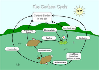 Preview of A3 Carbon Cycle Posters in Color and Black and White