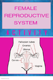 ACTIVITY - Female Reproductive System in Humans