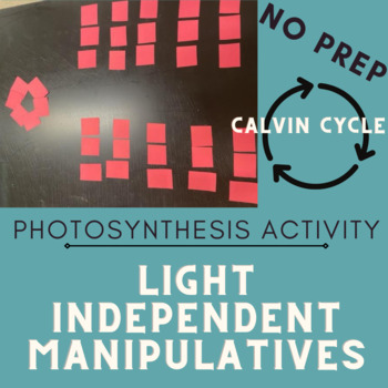 Preview of ACTIVITY - Light Independent Reactions (Calvin Cycle) Photosynthesis - No Prep!