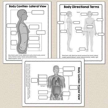 Human Body Systems Worksheets and Diagrams by Suburban Science | TpT