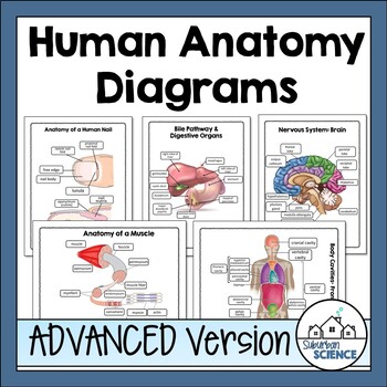 Advanced Human Body Systems or Anatomy Worksheets & Diagrams [Distance