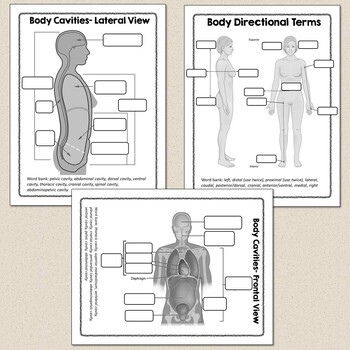 Advanced Human Body Systems or Anatomy Worksheets & Diagrams [Distance