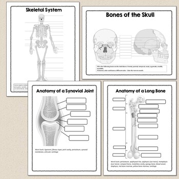 Advanced Human Body Systems or Anatomy Worksheets & Diagrams [Distance