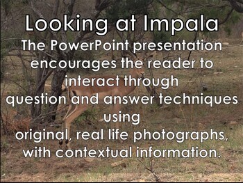 Preview of AFRICAN ANIMALS: Impala Antelope - PowerPoint presentation