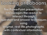 AFRICAN ANIMALS: Baboon - PowerPoint presentation